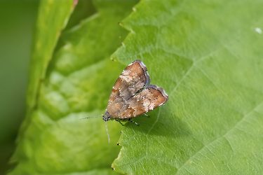 Choreutis pariana