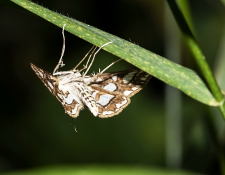 Elophila nymphaeata