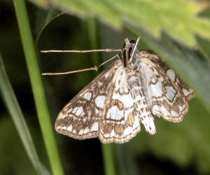 Elophila nymphaeata