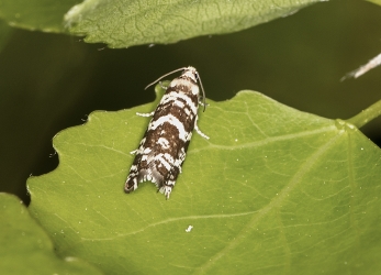 Epinotia tedella