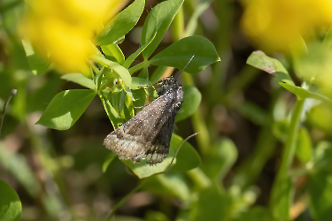 Eucidia glyphica