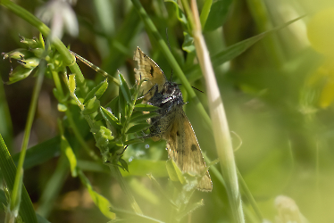 Eucidia glyphica