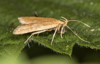 Helcystogramma refuscens