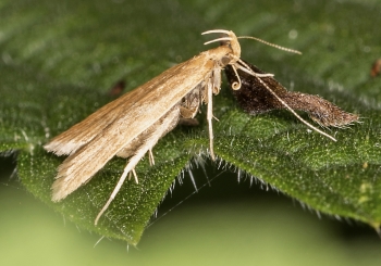 Helcystogramma refuscens