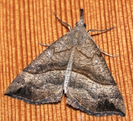 Hypena proboscidali