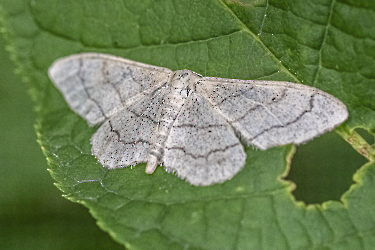 Idaea aversata