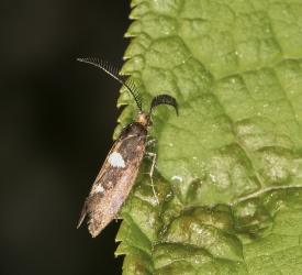 Incurvaria masculella