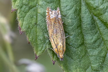 Lathronympha strigana