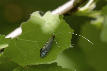 Nematopogon robertella