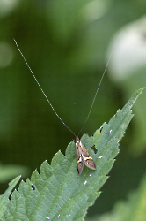 Nemophora degeella