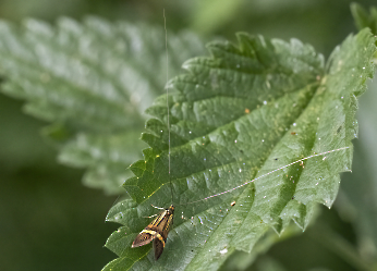 Nemophora degeella