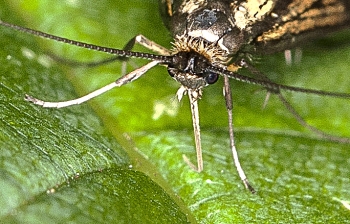 Nemophora degeerella