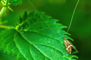 Nemophora degeerella