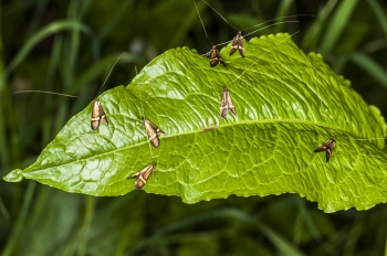 Nemophora degeerella