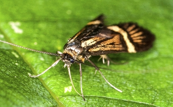 Nemophora degeerella