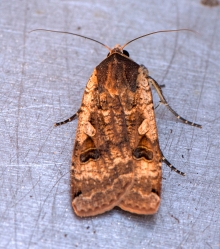 Noctua pronuba