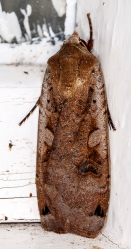 Noctua pronuba