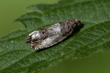 Notocelia trimaculana