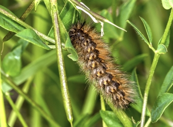 Phragmatobia fuliginosa