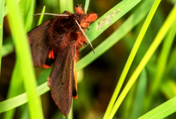 Phragmatobia fuliginosa