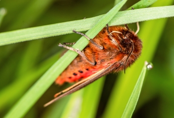 Phragmatobia fuliginosa