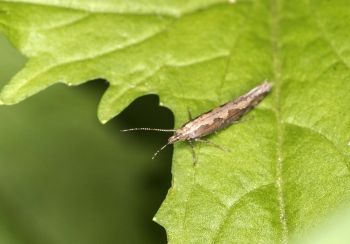 Plutella xylostella