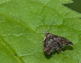 Prochoreutis spec.