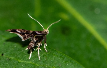 Prochoreutis spec.