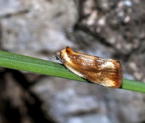 Pyrausta aurata