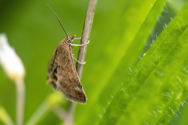 Pyrausta despicta