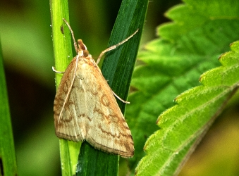 Udea lutealis