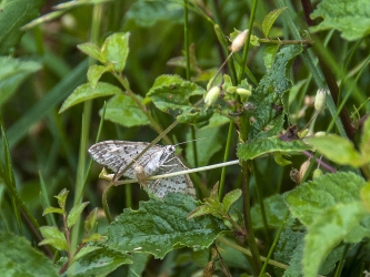 Xanthorhoe montana