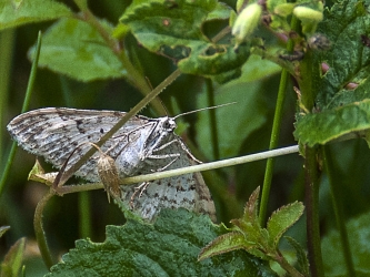 Xanthorhoe montana