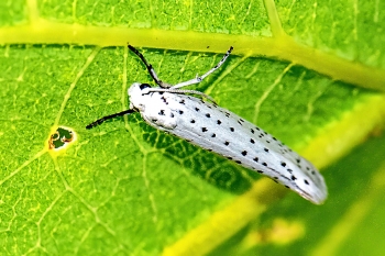 Yponomeuta evonymella