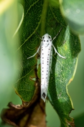 Yponomeuta evonymella