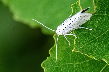 Yponomeuta evonymella