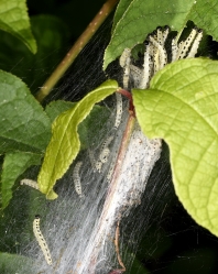 Yponomeuta evonymella