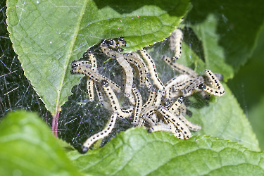 Yponomeuta evonymella