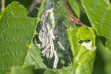 Yponomeuta malinellus