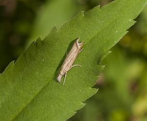 Ypsolopha nemorella