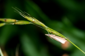 Ypsolopha nemorella