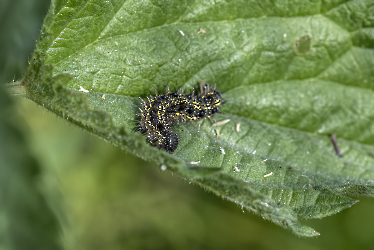 Aglais urtica