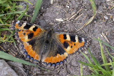 Aglais urtica