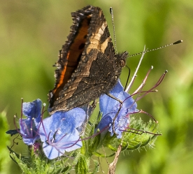 Aglias urticae