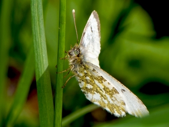 Anthocharis cardamines