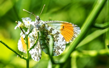 Anthocharis cardamines