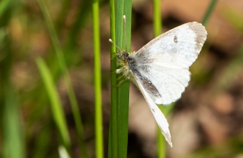 Anthocharis cardamines