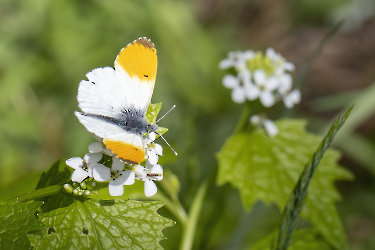 Antocharis cardamines