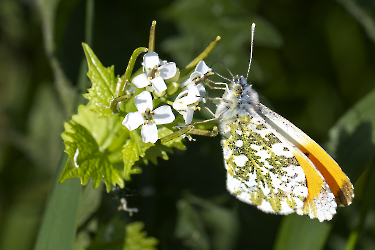 Antocharis cardamines