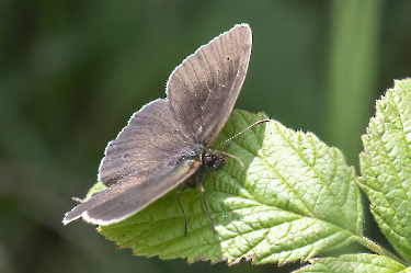 Aphantopus hyperantus